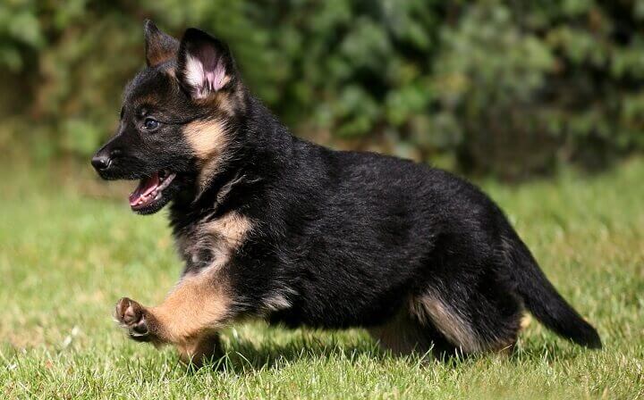 Where To Find German Shepherd Puppies For Sale